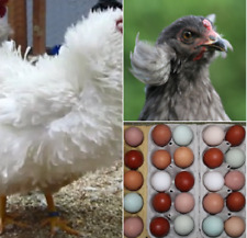 🥚6 uova da cova di polli