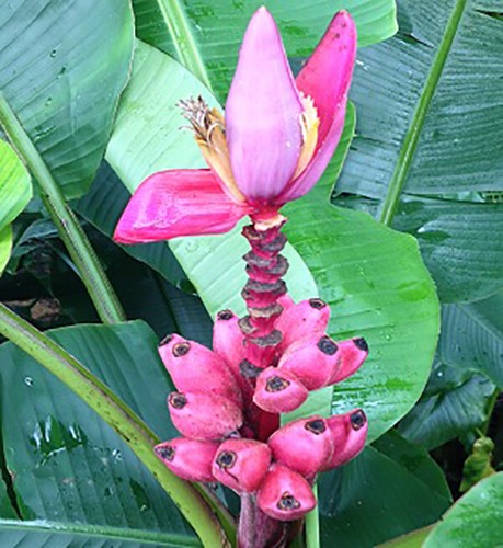 Musa velutina banana nana - velutina,,