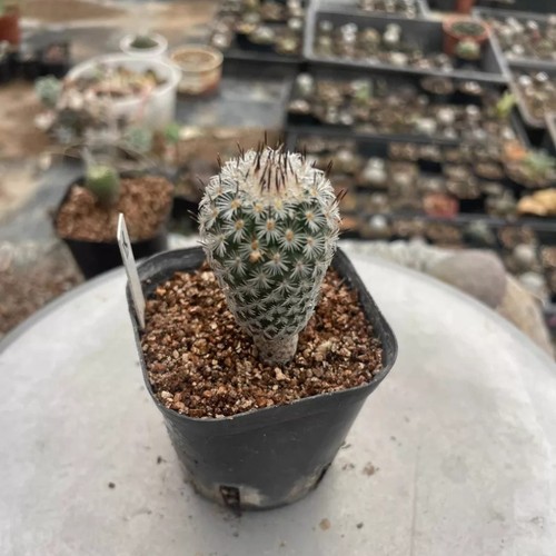 Pianta cactus succulenta - pianta,