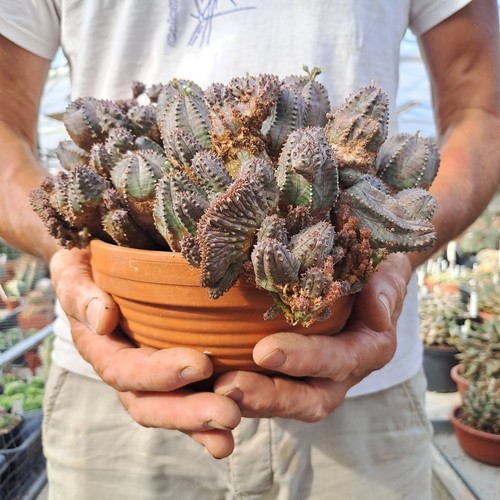 Euphorbia pseudoglobosa - , f