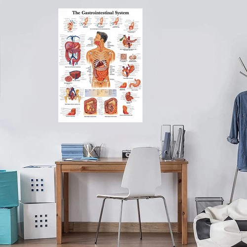 Poster anatomico sistema - , gi