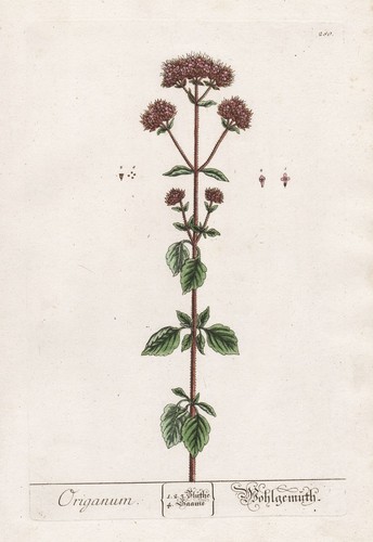 Origanum oregano dost marjoram - origanum,