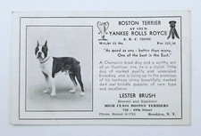 Boston Terrier Dog American