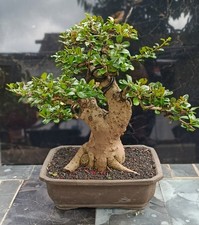 Ehretia microphylla bonsai - microphylla, |