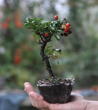 Prebonsai Piracanta