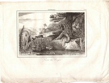 Stampa antica AUSTRALIA CACCIA