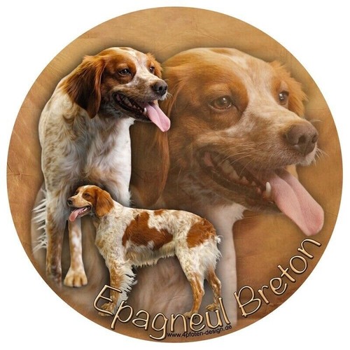 Epagneul breton spaniel - breton,