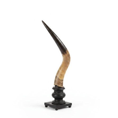 Corno bue base in - corno, su