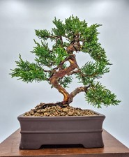 Bonsai di Ginepro Kishu