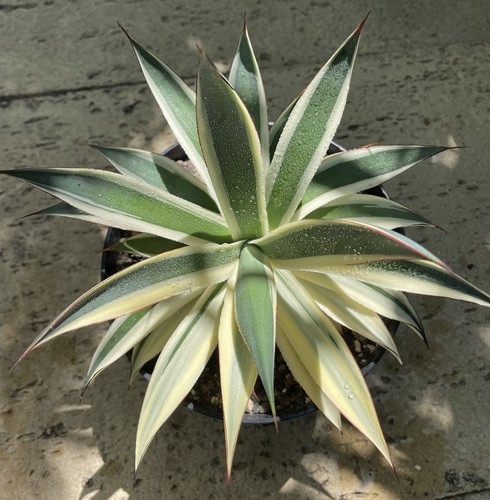 Agave blue glow marginata - glow, half