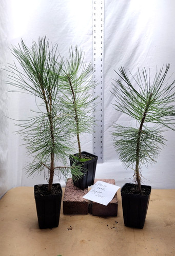 Native pre bonsai ponderosa - native,