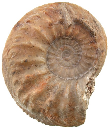 Malm cardioceras - malm,