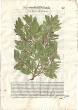 Stampa antica MATTIOLI