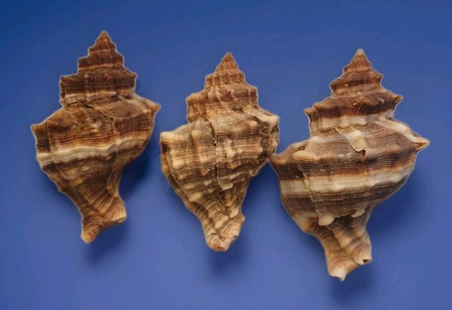 Hexaplex trunculus lotto - lotto, 3