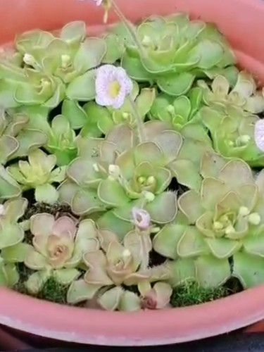 Pinguicula kondoi - ,