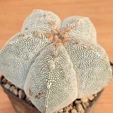 Astrophytum onzuka  ,  pot 10