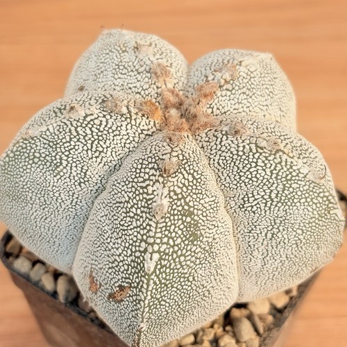 Astrophytum onzuka pot 10 - astrophytum,