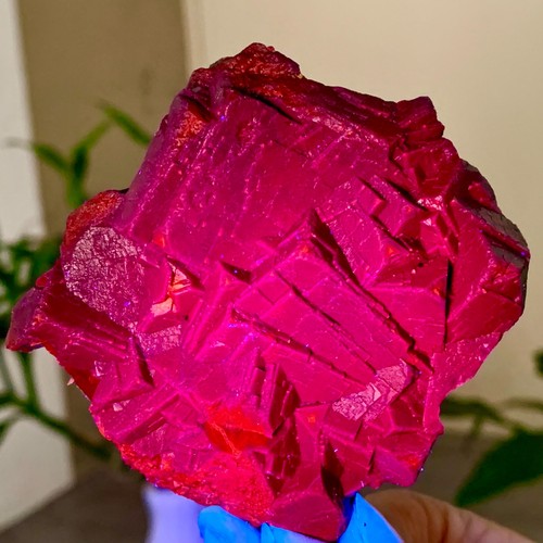 201g rosa nera - rosa, naturale