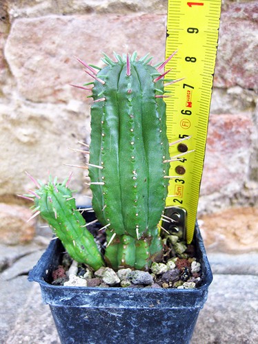 Euphorbia ferox caespitosa - , 8