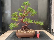 Bonsai ginepro chinesis - chinesis, 39