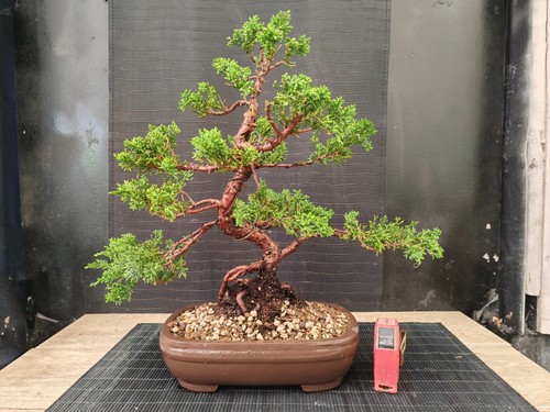 Bonsai ginepro chinesis cm - bonsai, 39