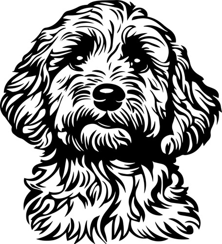 Adesivi cavapoo auto - adesivi,
