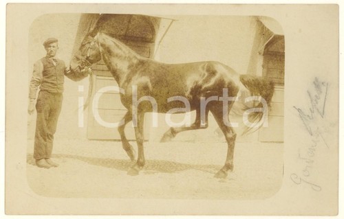 1900 italia cavallo - italia,