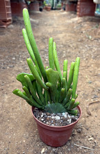 Euphorbia leucodendron - euphorbia,