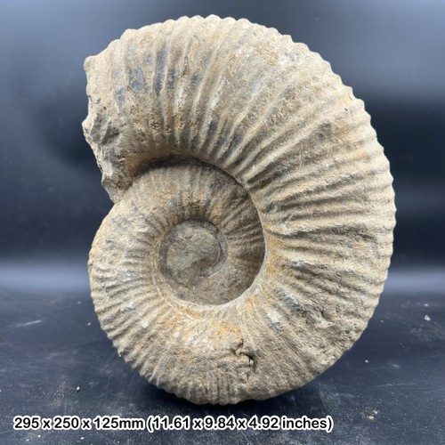 Mantelliceras ammonite fossil - mantelliceras,