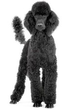 POODLE DOG GLOSSY POSTER