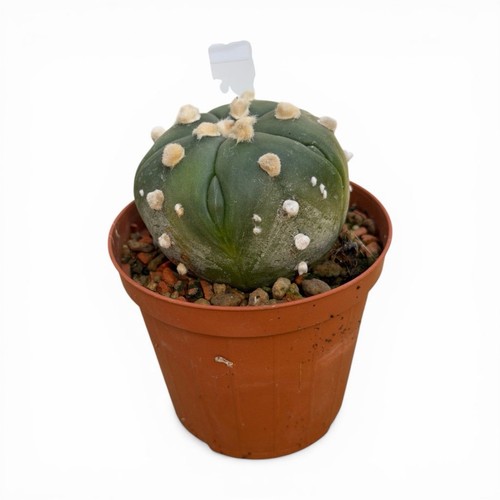 Astrophytum asterias nudum - astrophytum, on