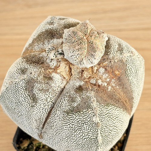 Astrophytum onzuka pot - pot, 10cm