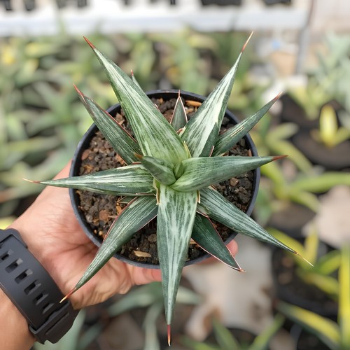 Sansevieria all night star - sansevieria,