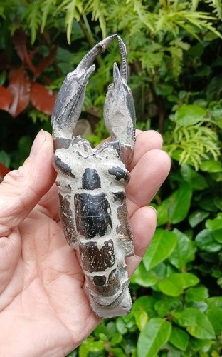 Rare indonesian fossil - indonesian,