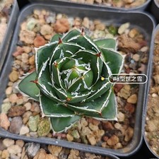 Pianta rara 5 cm succulenta