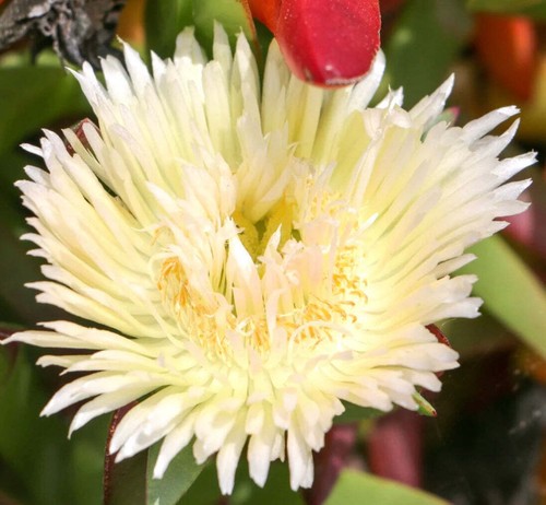 Carpobrotus edulis var luteus - carpobrotus,