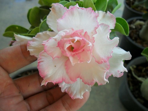 Semi adenium obesum - semi, di