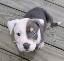 POSTER LOCANDINA QUADRO DECORAZIONE CASA- DOGO PITBULL PUPPY CORSO AMSTAFF