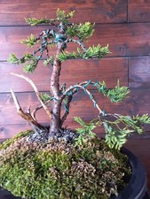 Bonsai di ginepro