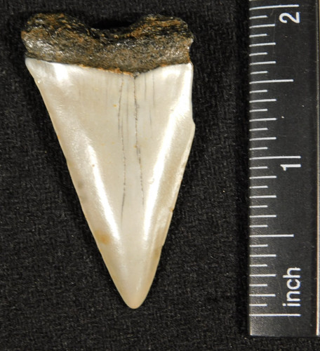 Grande dente fossile - di, squalo