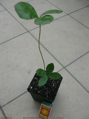 Palma cartone zamia - 1,