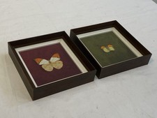 Quadri decorativi farfalla stile entomologia vintage 20x20 cm set 2 cornici