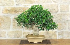 Bonsai di Ficus Retusa (169)