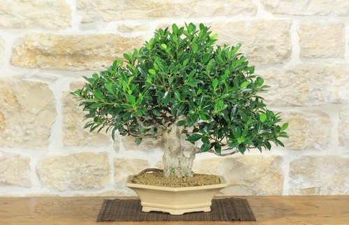 Bonsai ficus retusa - bonsai,