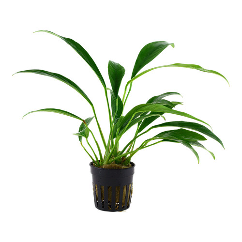 Anubias barteri var glabra in - barteri,
