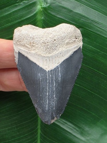 Dente blu del - , megalodonte