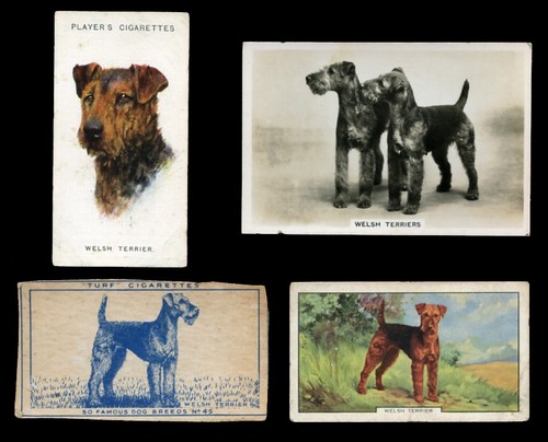 Welsh terrier dog vintage - dog,