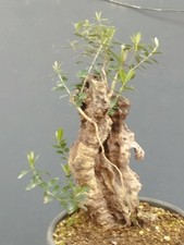 Bonsai Olivastro 40x17cm In