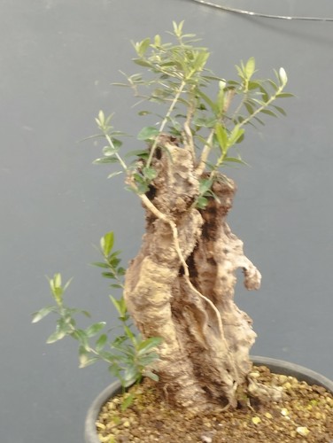 Bonsai olivastro 40x17cm - bonsai, in