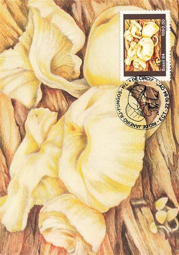 159240 funghi brasile - funghi,